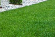 Artificial Grass